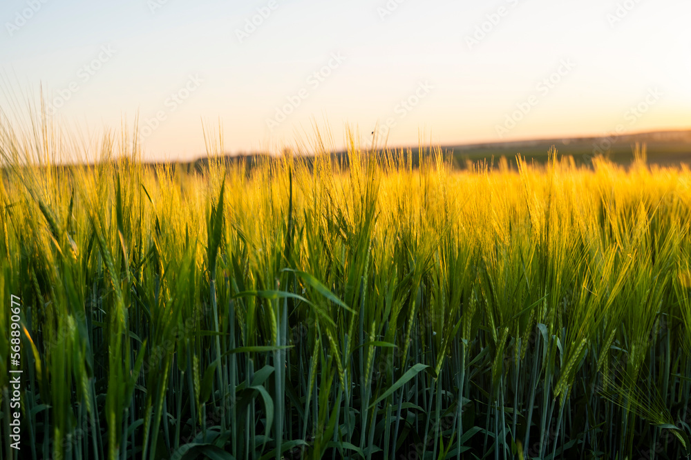 Fototapeta premium Barleys sprout growing in soil. Close up on sprouting barley.