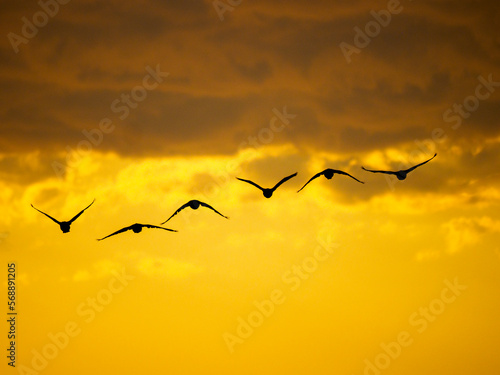 Flock of birds flying against moody sky