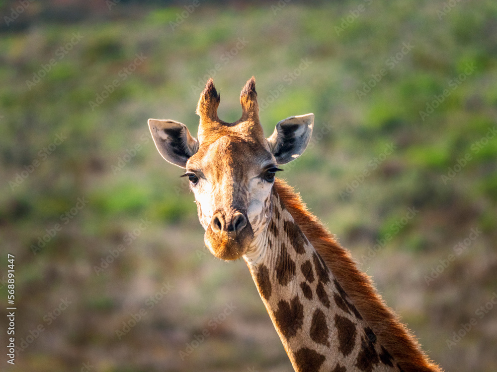South Africa, Western Cape, Portrait of giraffe in savannah South Africa, Western Cape, Portrait of giraffe in savannah