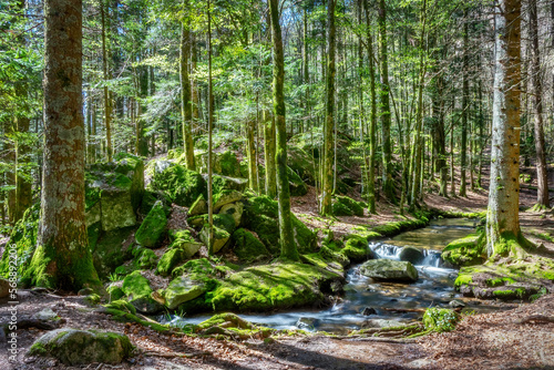 Mossy forest stream in spring, Vosges mountains, France photo