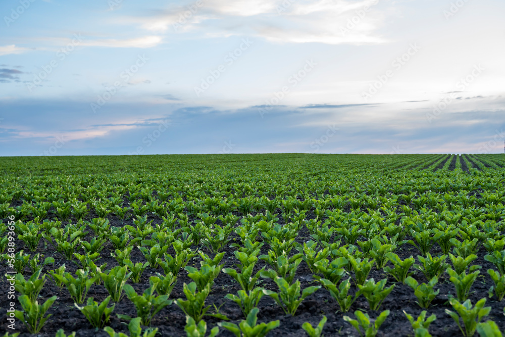 Beet root sprouts. Beetroot seedling in fertile soil on the agricultural field with blue sky. Agriculture, healthy eating, organic food, growing, cornfield.