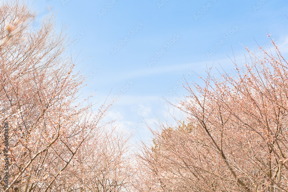 桜と青空 桜と青空