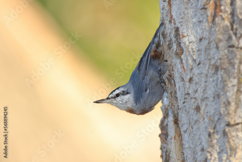 standing on tree Sitta krueperi photo