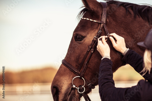 Photo Horse Girl Fastening the Strap on the Bridle