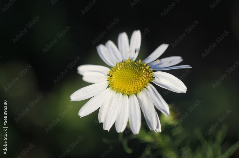 Obraz premium daisy flower