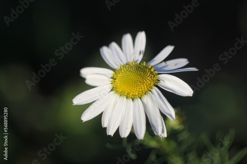 daisy flower