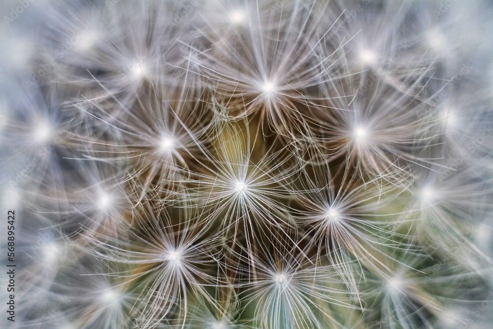 dandelion seed head