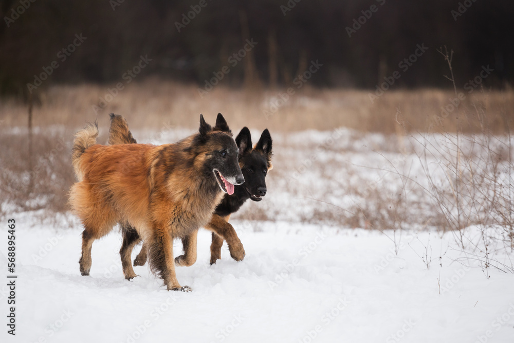 two happy tervueren belgian shepherd dogs walking in the snow in winter two happy tervueren belgian shepherd dogs walking in the snow in winter