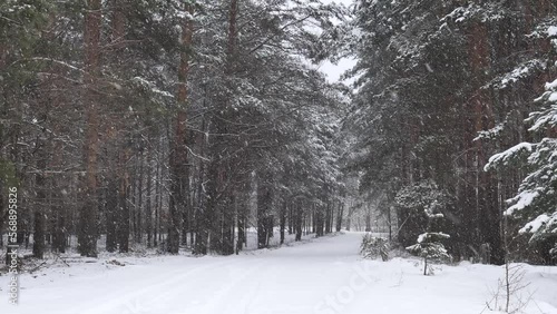 snowy winter in a pine forest it is snowing tree branches in the snow