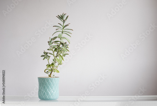 Planta de kalanchoe tomentosa en maceta de cerámica azul turquesa sobre fondo neutro.