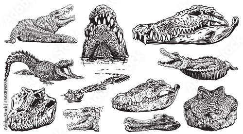 Graphical set of crocodiles isolated on white background, vector illustration