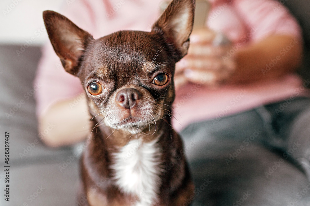 Portrait of a funny short-haired brown dog Chihuahua with different expressive emotions. Space for text, close-up. Can be used as emoji or to advertise any product for dogs