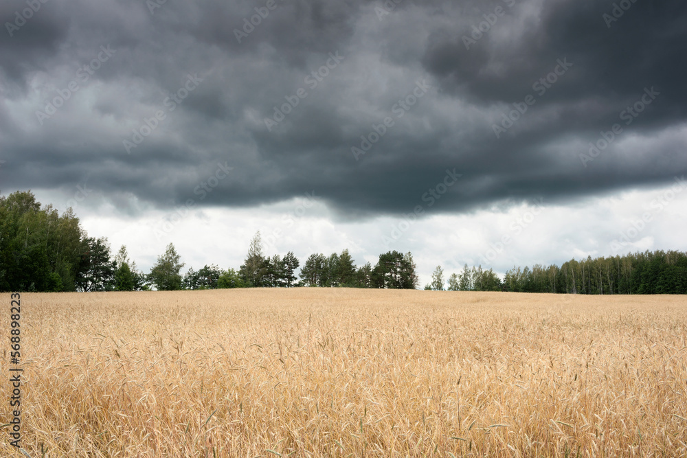 Obraz premium Summer landscape