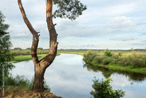 Summer landscape