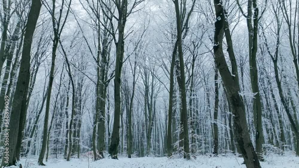 Winter snow forest fall white tree pine branch nature cold
