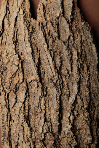 Old bark tree texture background. Vertical photo