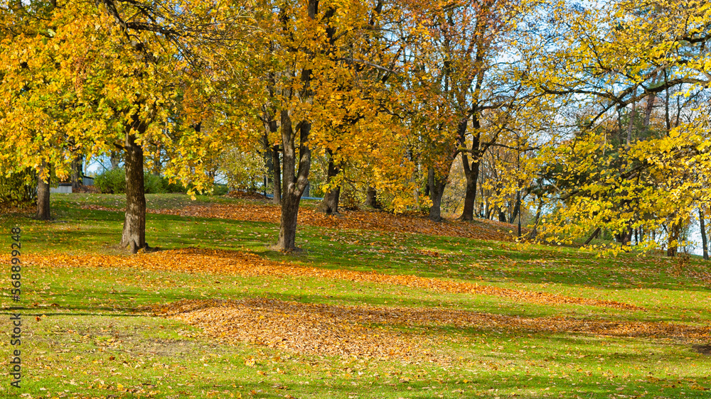 park in autumn, in the photo are trees in autumn, a meadow and fallen multi-colored leaves