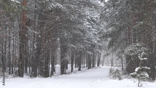 snowy winter in a pine forest it is snowing tree branches in the snow
