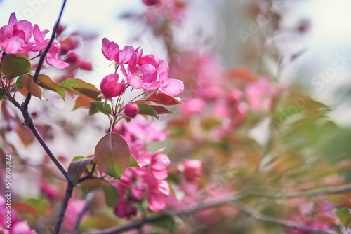 An image of bright pink flowers blooming in spring. Selective focus on tree branches. Nature. A blooming branch of a pink apple tree. With a space to copy. High quality photo
