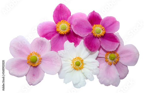 Fleurs d Anemone hupehensis 