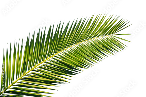 Feuille de palmier photo