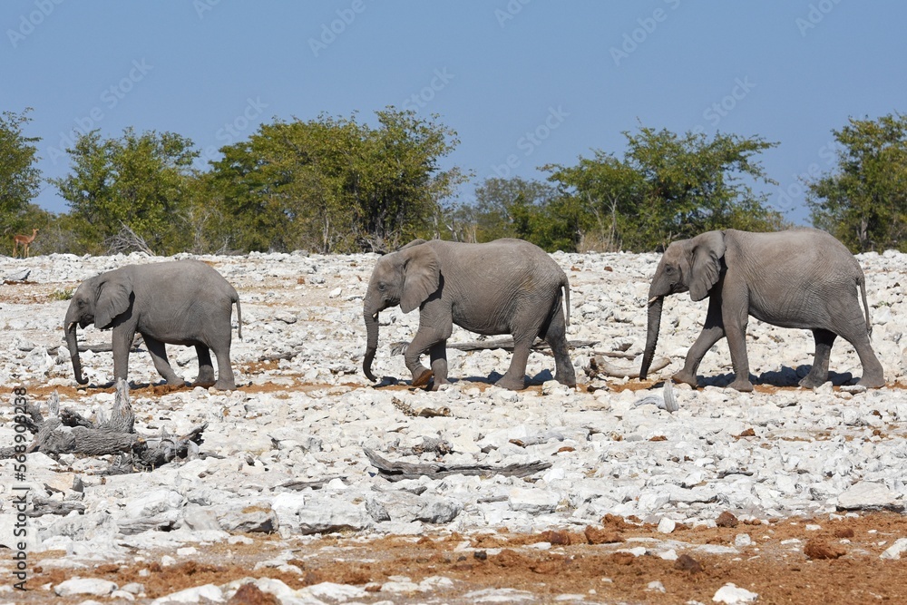 Obraz premium Elefantenherde am Wasserloch Kalkheuwel im Etoscha Nationalpark in Namibia. 