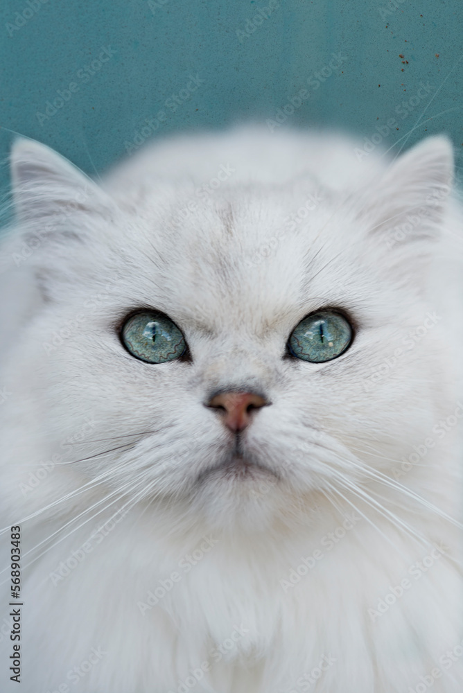 Portrait einer silver shaded Britisch Langhaar Katze Portrait einer silver shaded Britisch Langhaar Katze