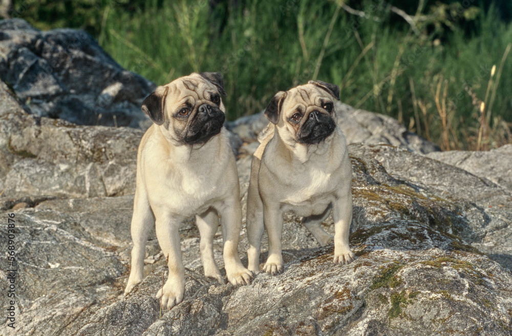 Two pugs standing outside on rocky surface