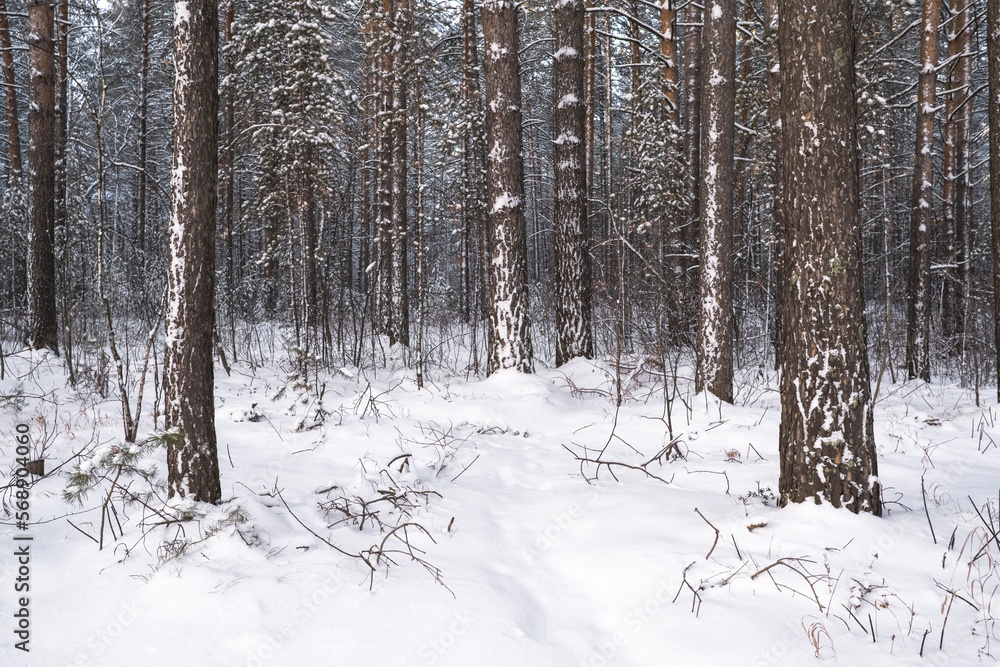 The beautiful snowy forest in winter The beautiful snowy forest in winter