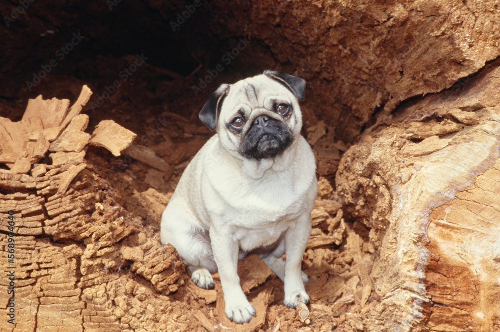 Pug sitting inside giant tree stump opening Pug sitting inside giant tree stump opening
