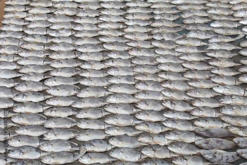 lots of fish arranged in line for drying in sunlight