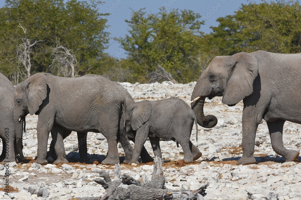 Fototapeta premium Elefantenherde am Wasserloch Kalkheuwel im Etoscha Nationalpark in Namibia. 