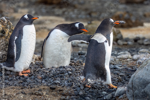 фотографія A Gentoo Penguin stone thief makes off with a rock plucked from another nest in