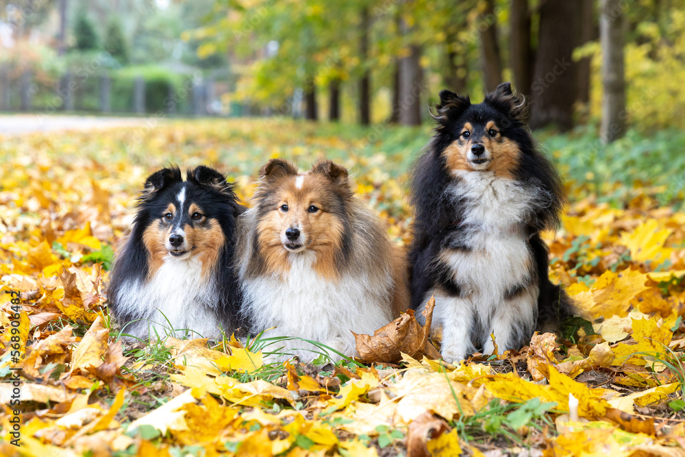 Autumn portrait of four cute and smiling shetland sheepdogs. Nice and beautiful shelties sitting outdoors on sunny day with yellow background. Little black sable and white lassies dogs, small collies 