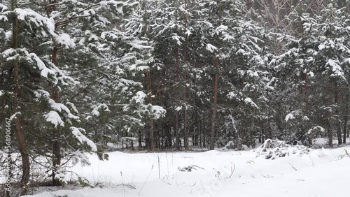 snowy winter in a pine forest it is snowing tree branches in the snow