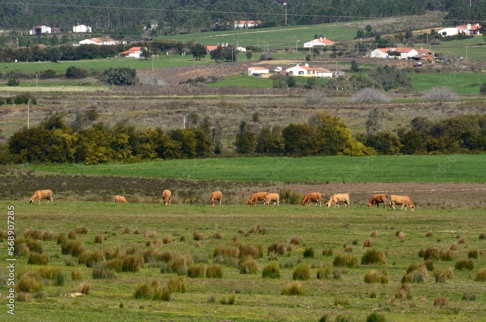 Obraz premium Ganado pastando cerca de Rogil, Algarve