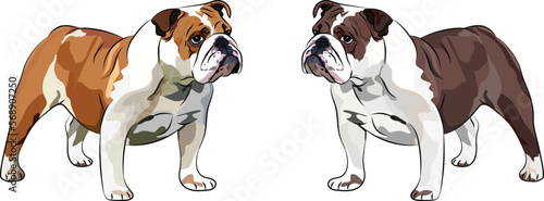 English Bulldog dog side view. Cute profile logo design, popular colors, breed pet character postcard art. Funny dog mascot. Detailed fawn and white illustration.Blue, chocolate bulldog. Cartoon style