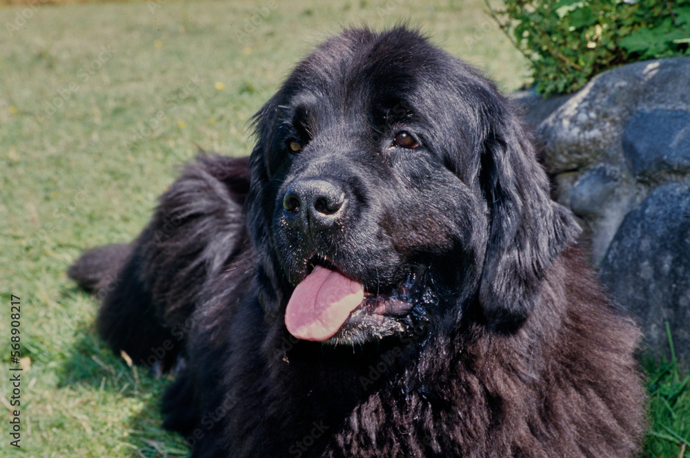 Closeup of Newfoundland face outside in grassy field