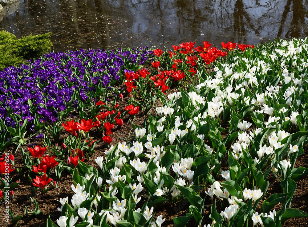 Spring flowers in the colors blue, red and white. The national colors of many countries. The blue, actually purple, and white flowers are crocuses, the red very early tulips. 