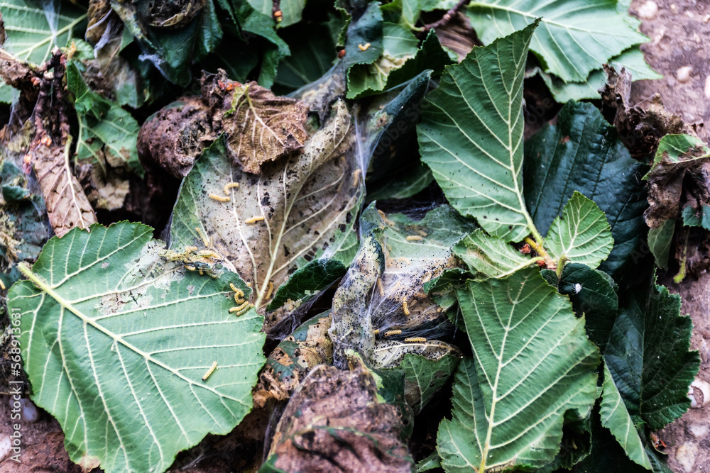 Caterpillars eating hazelnut leaves, natural disaster for trees. Caterpillars eating hazelnut leaves, natural disaster for trees.