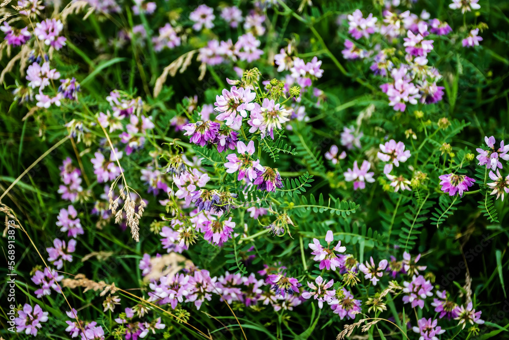 Securigera varia flower (Coronilla varia), commonly known as crownvetch or purple crown vetch, is a low-growing legume vine. Securigera varia flower (Coronilla varia), commonly known as crownvetch or purple crown vetch, is a low-growing legume vine.