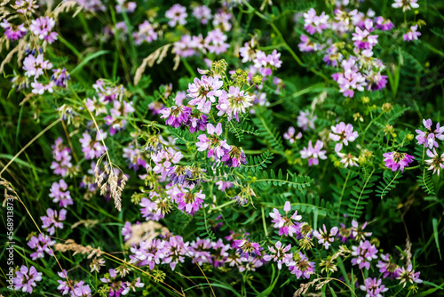 Securigera varia flower (Coronilla varia), commonly known as crownvetch or purple crown vetch, is a low-growing legume vine.