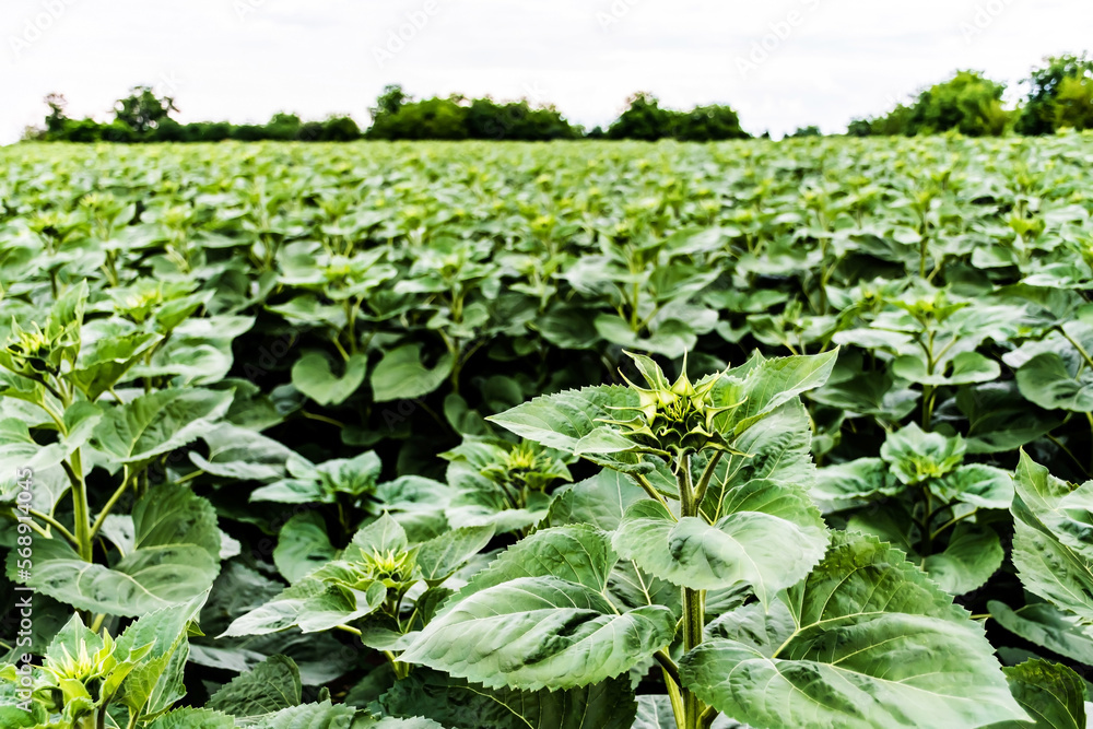 Young common sunflower on an agricultural field. Green and unripe sunflower. Young common sunflower on an agricultural field. Green and unripe sunflower.