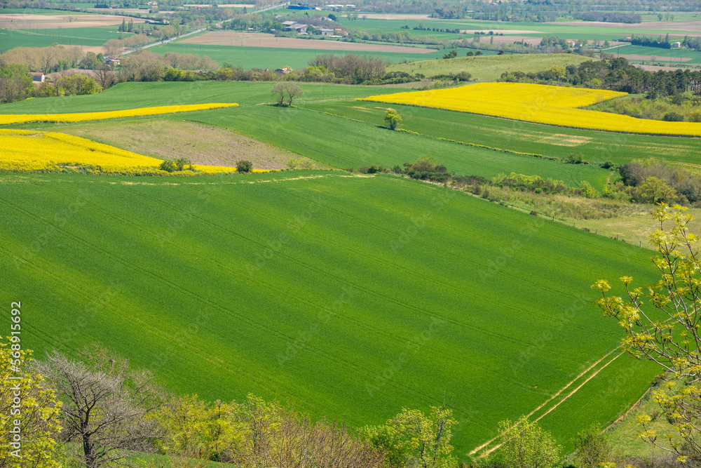 beautiful agricultural fields