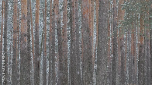 snowy winter in a pine forest it is snowing tree branches in the snow