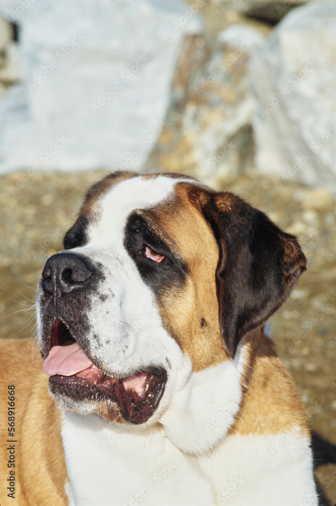 Close up of St. Bernard with tongue out