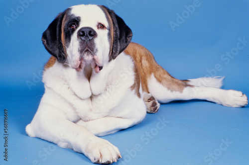 St. Bernard on blue background laying down