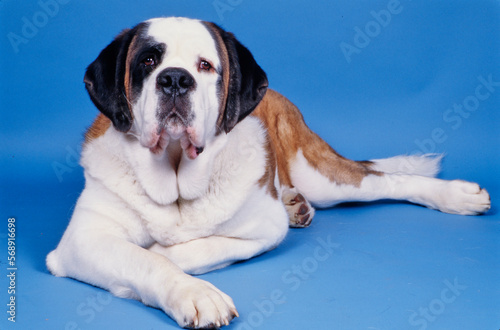St. Bernard laying down on blue background looking at the camera