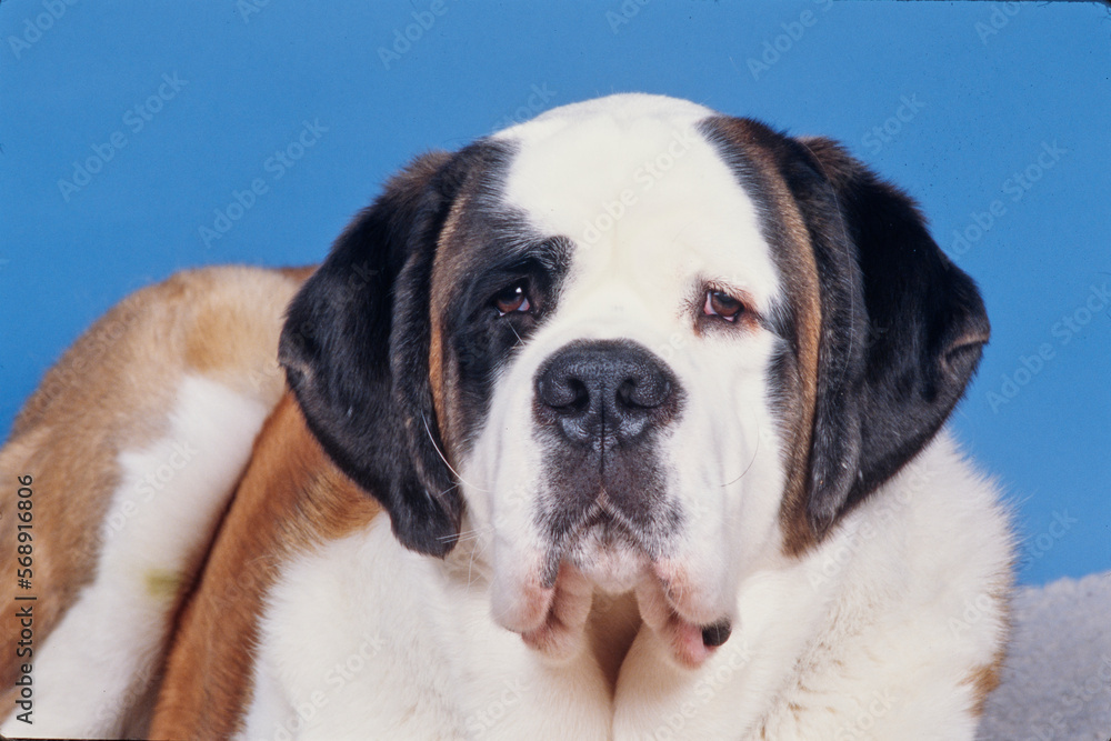 St Bernard on blue background looking at the camera