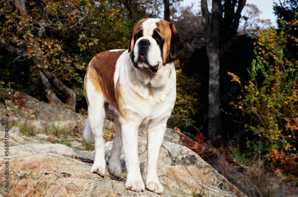 St. Bernard standing rock in forest St. Bernard standing rock in forest